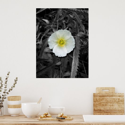 Witte papaver na de regen poster (Keuken)