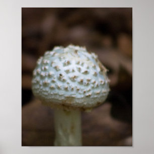 Witte Parasolzwam Poster