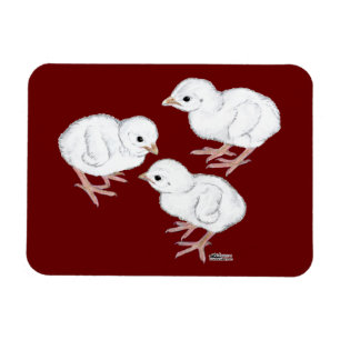 Witte Parelhoenkuikens Magneet