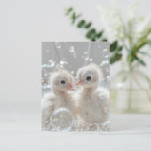 Witte pauw baby's, Postcrossing Briefkaart (Staand voorkant)
