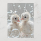 Witte pauw baby's, Postcrossing Briefkaart (Voorkant)