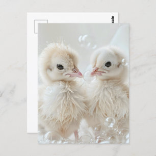 Witte pauw baby's, Postcrossing Briefkaart