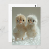Witte pauw baby's, Postcrossing