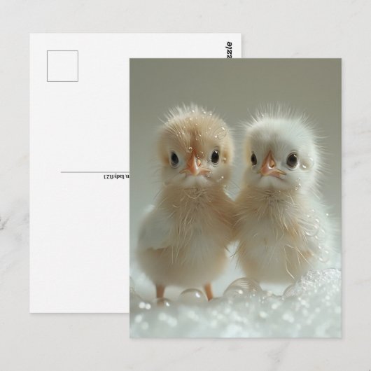 Witte pauw baby's, Postcrossing Briefkaart (Voorkant / Achterkant)