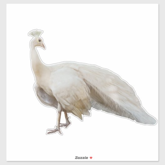 Witte pauw poseren sticker (Vel)