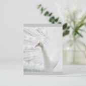 Witte Peacock mooie veren Briefkaart (Staand voorkant)