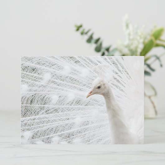 Witte Peacock mooie veren Kaart (Staand voorkant)