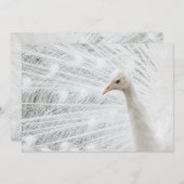 Witte Peacock mooie veren Kaart (Voorkant / Achterkant)