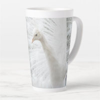 Witte Peacock mooie veren