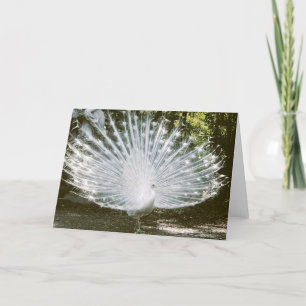 Witte Peacock Note Kaart<Blank Inside> Bedankkaart