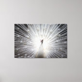 Witte Peacock op Premium Verpakt Canvas (Glans) (Voorkant)