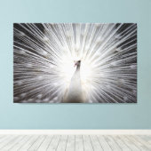 Witte Peacock op Premium Verpakt Canvas (Glans) Afdruk (Insitu (Houten vloer))