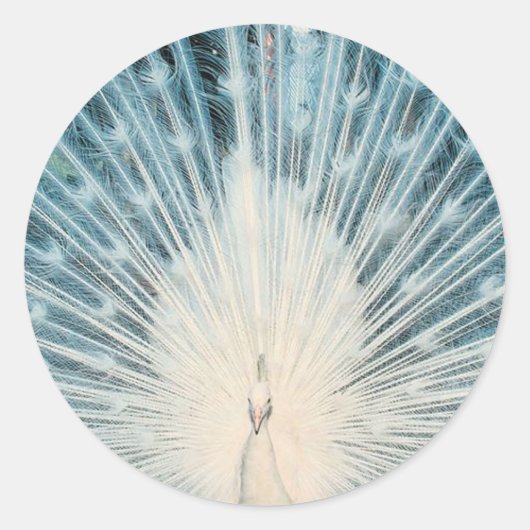 witte peacock ronde sticker (Voorkant)