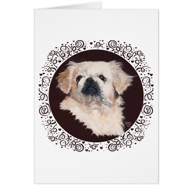 Witte Pekingees kopstudie (Voorkant)