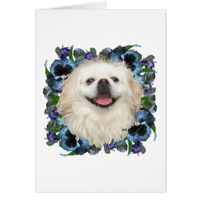 Witte Pekingees met Viooltjes (Voorkant)