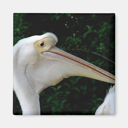 Witte pelikaan magneet (Voorkant)