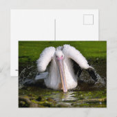 Witte pelikaan op het water briefkaart (Voorkant / Achterkant)