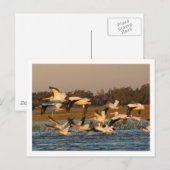 Witte Pelikanen Briefkaart (Voorkant / Achterkant)