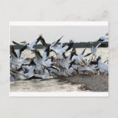 Witte Pelikanen Briefkaart (Voorkant)