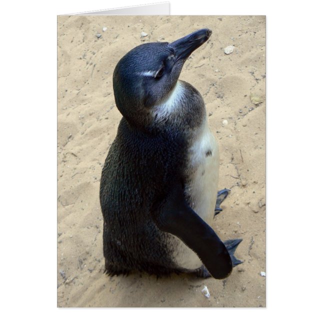 Witte penquin (Voorkant)