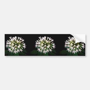 Witte Pentas Bumpersticker
