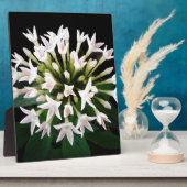 Witte Pentas Fotoplaat (Zijkant)