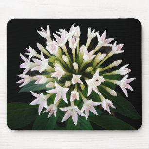 Witte Pentas Muismat