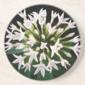 Witte Pentas Zandsteen Onderzetter (Voorkant)