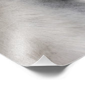 Witte Percheron Paard Oog 8x10 Foto Afdruk (Hoek)