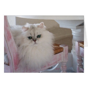Witte Perzische Kat op een Roze Stoel