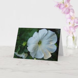 Witte Petunia Bloem Kaart