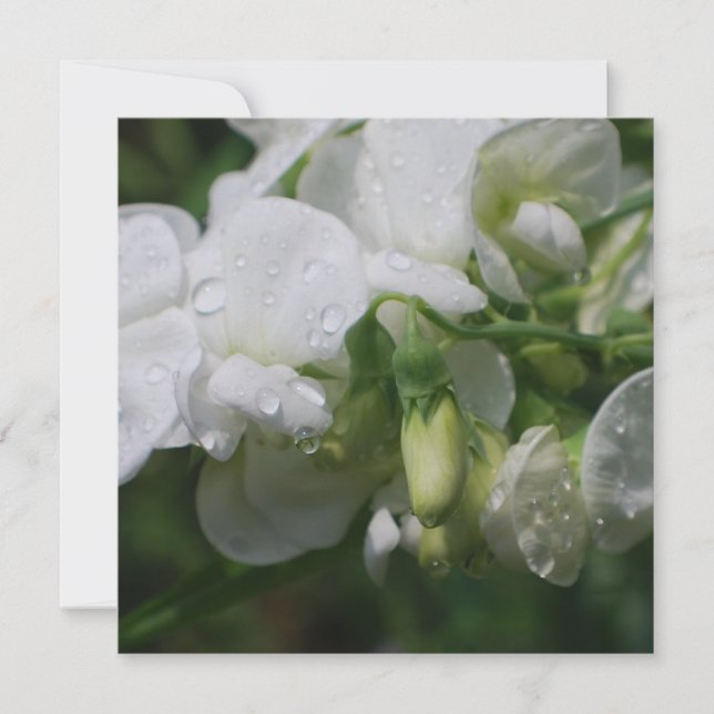 , witte peuterbloemen (Voorkant)