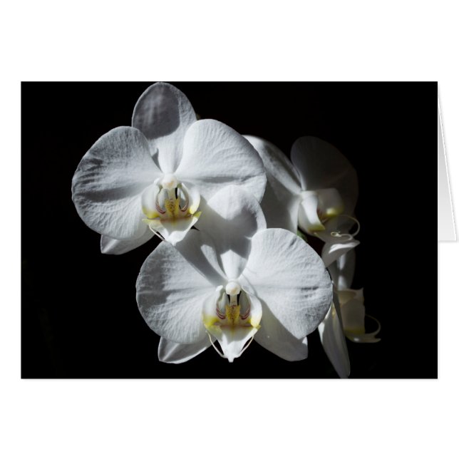 Witte phalaeonopsis Orchidae (Voorkant Horizontaal)