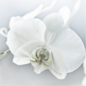 Witte Phaleonopsis Orchidee Sticker (Voorkant)