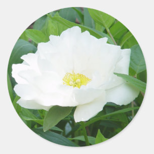 Witte pioenbloem Stickers