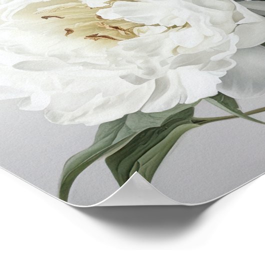 Witte Pioenrozen Bloemen Art Print Poster (Hoek)