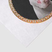 Witte pitbull met rode kussen over zijn gezicht. tissuepapier (Detail)