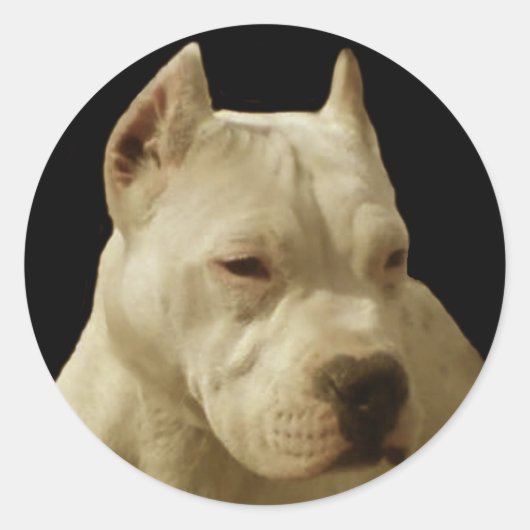 Witte pitbull stickers (Voorkant)