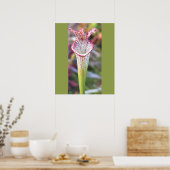 Witte Pitcher Plant Foto Poster (Keuken)