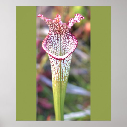 Witte Pitcher Plant Foto Poster (Voorkant)