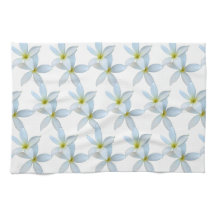 Witte plumeria bloeit