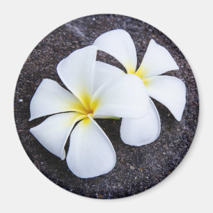 Witte Plumeria Bloem Frangipani Bloemen Lava Rock Magneet