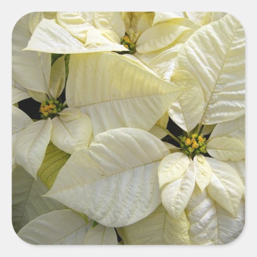 Witte poinsettia grote vierkante Sticker (Voorkant)
