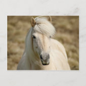 Witte Pony Briefkaart (Voorkant)