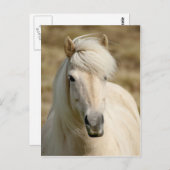 Witte Pony Briefkaart (Voorkant / Achterkant)
