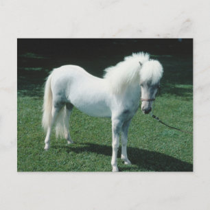 Witte Pony Briefkaart