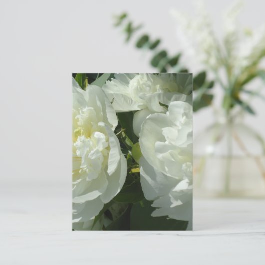 Witte pony's briefkaart (Staand voorkant)