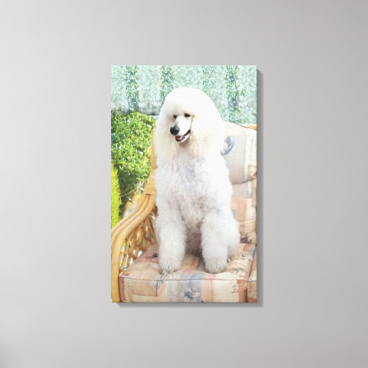 Witte Poodle Canvas Afdruk (Voorkant)