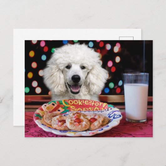 Witte Poodle Kerstmis Feestdagenkaart (Voorkant / Achterkant)