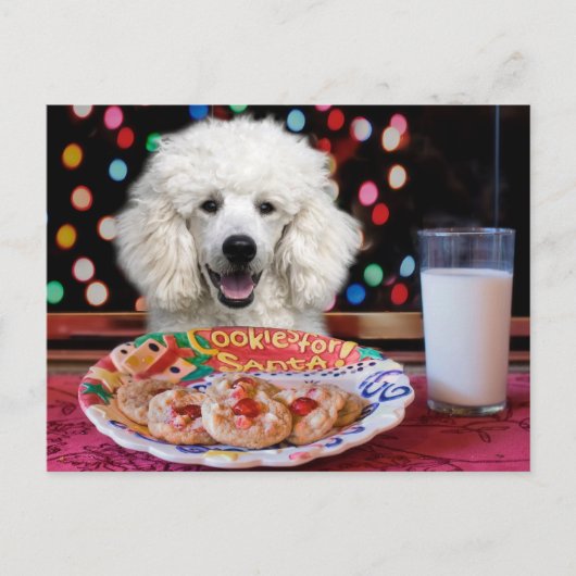 Witte Poodle Kerstmis Feestdagenkaart (Voorkant)